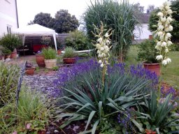 Kleines Wasserspiel mit Bepflanzung